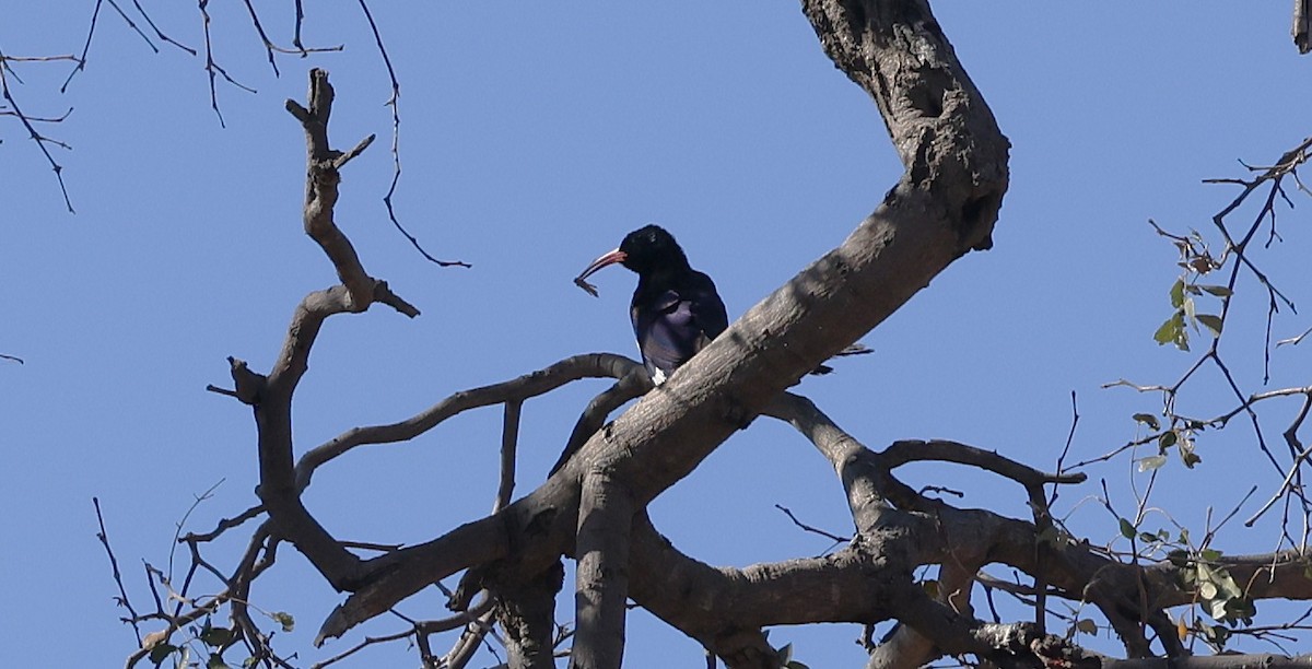 Green Woodhoopoe - ML650945183
