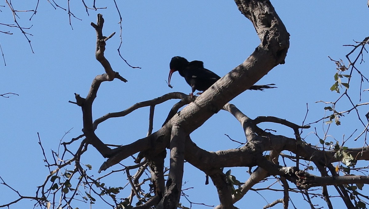 Green Woodhoopoe - ML650945184