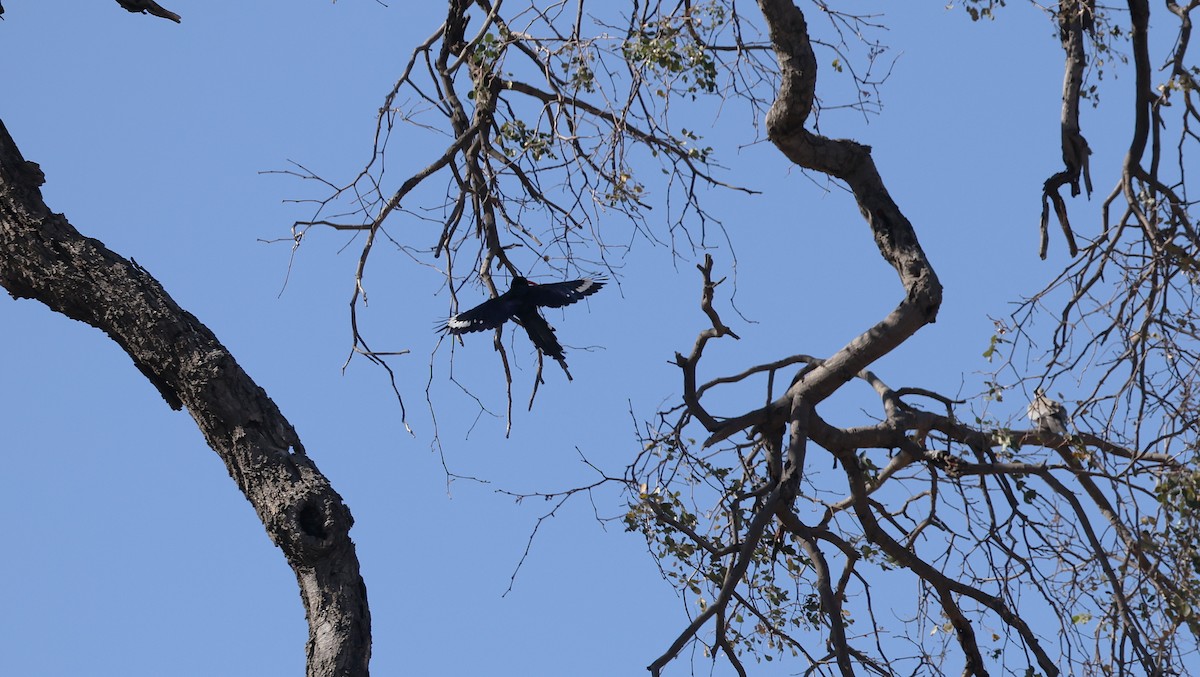Green Woodhoopoe - ML650945185