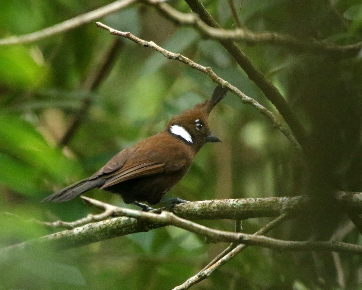 Platylophe longup - ML650945187