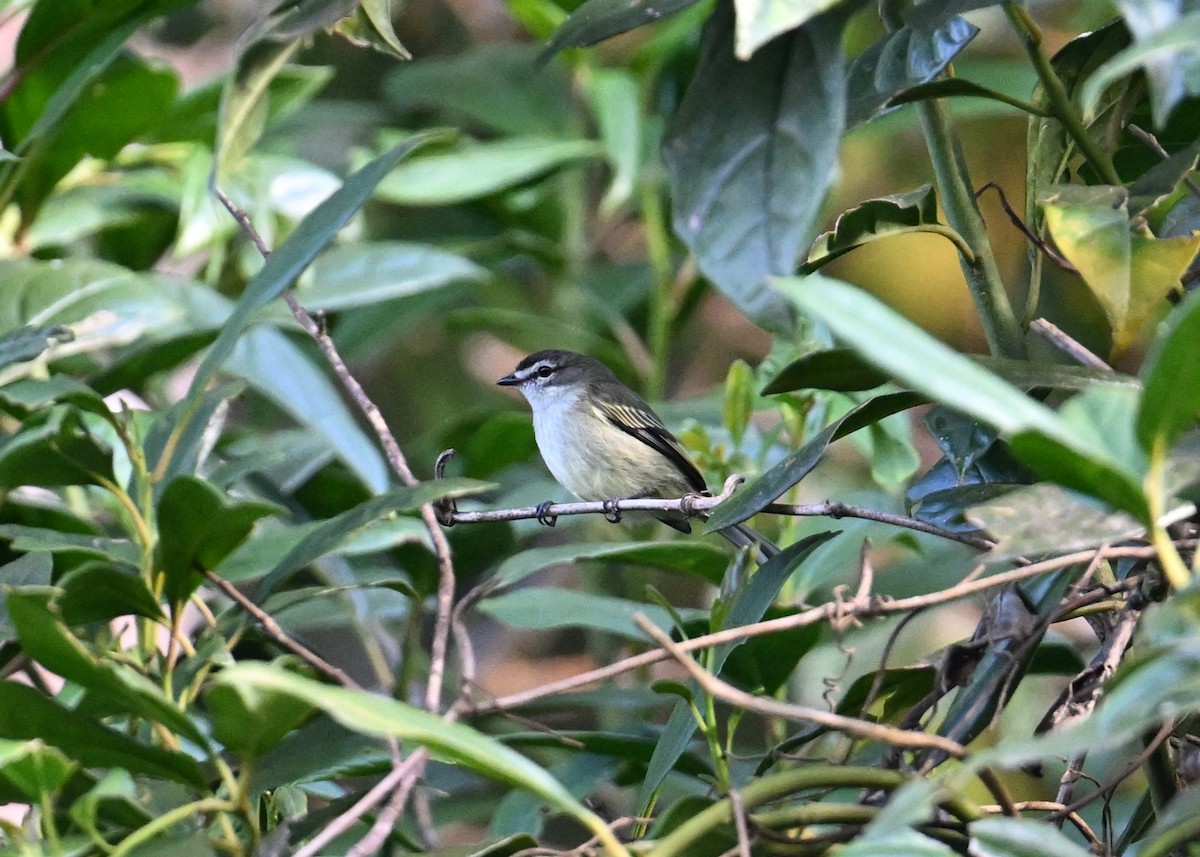 Mosquerito Serrano - ML650945214