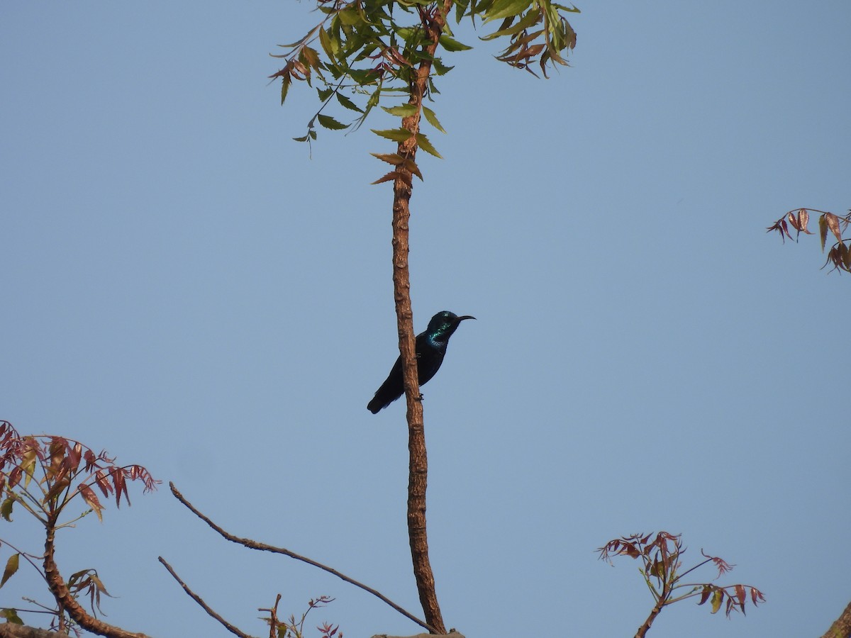 Mor Nektarkuşu - ML650945328