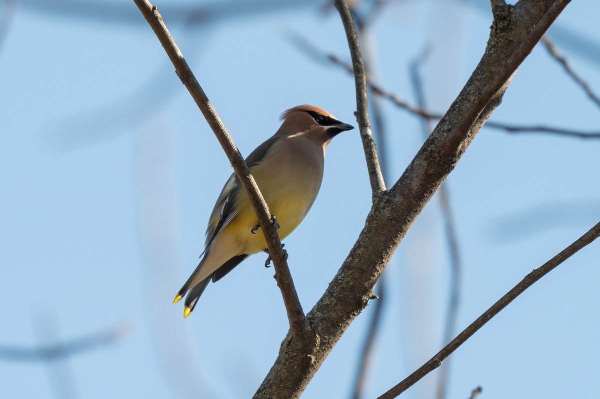 ヒメレンジャク - ML650945391