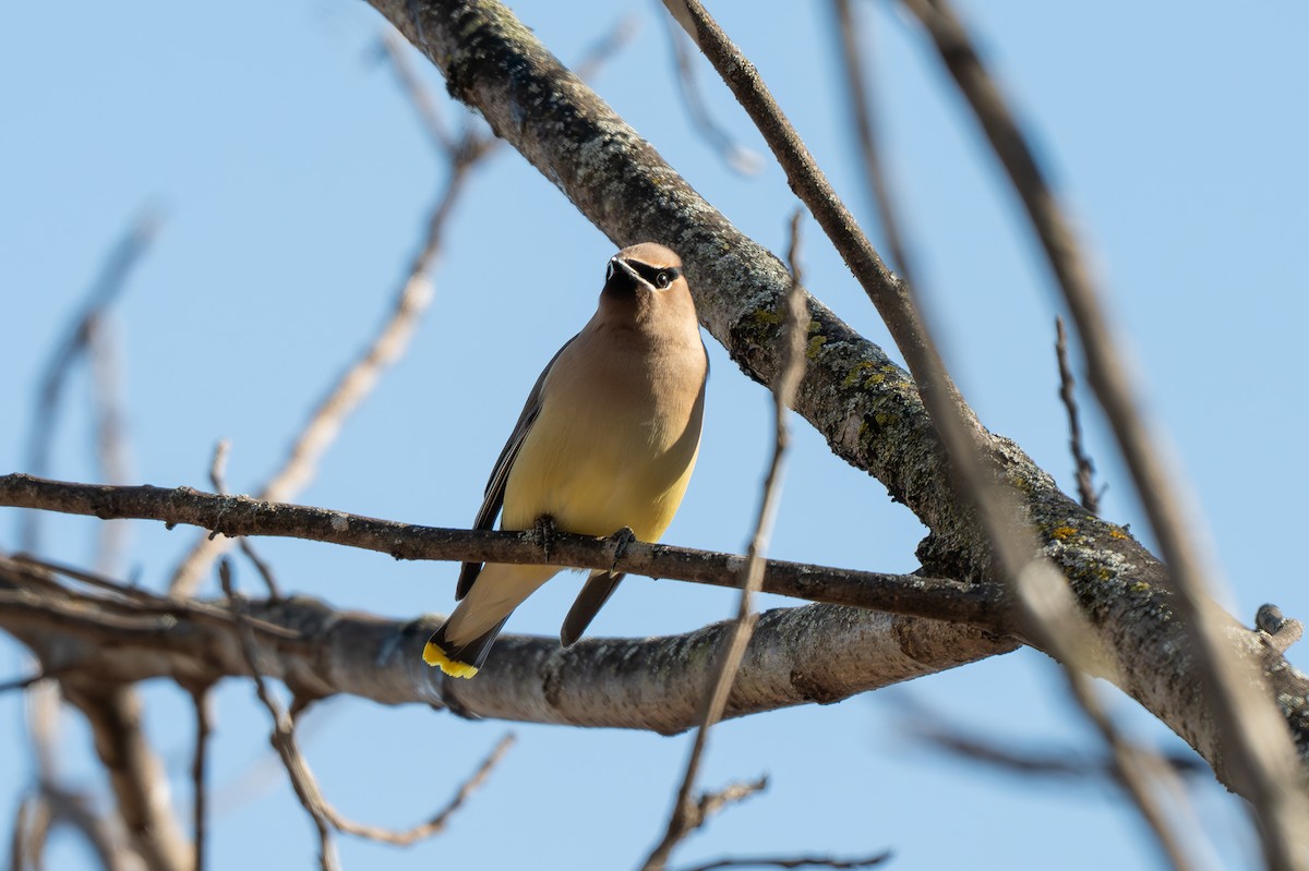 ヒメレンジャク - ML650945401