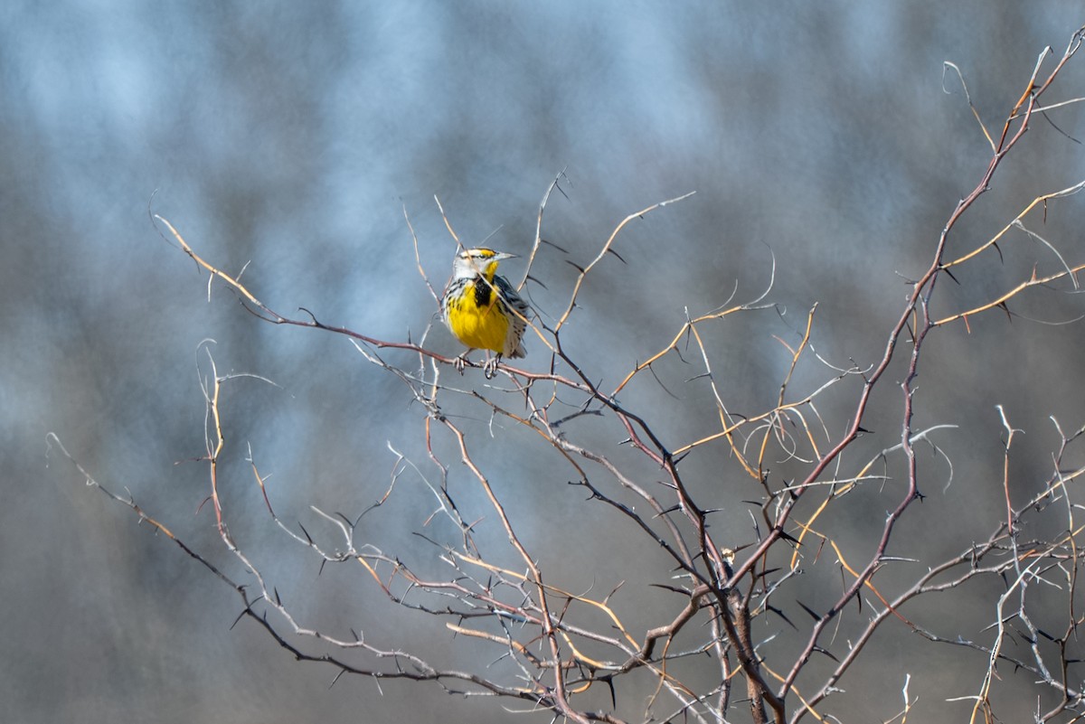 ヒガシマキバドリ - ML650945463