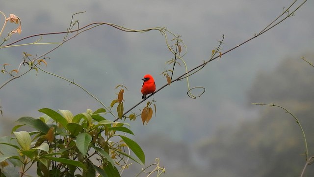 White-winged Tanager - ML650946321
