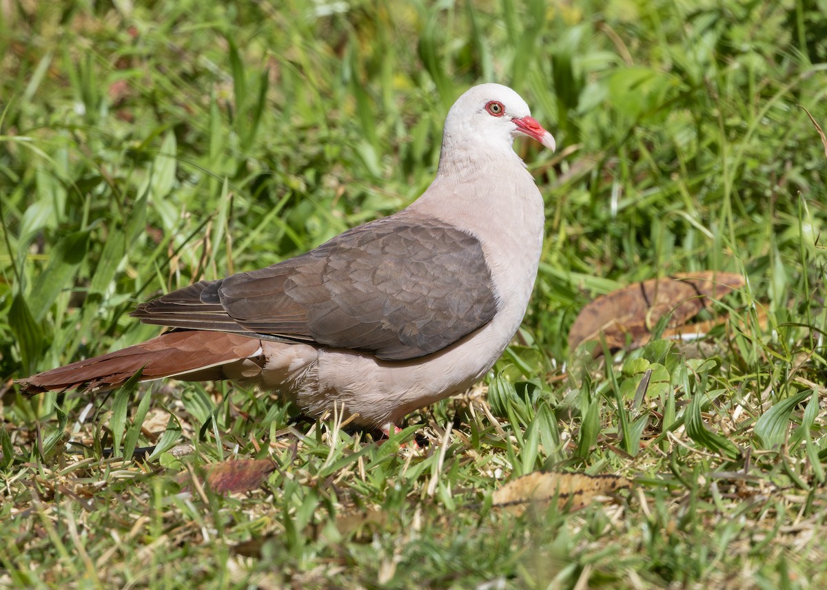 Pink Pigeon - ML650946941