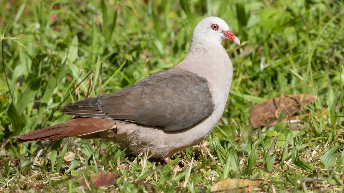 Pink Pigeon - ML650946944