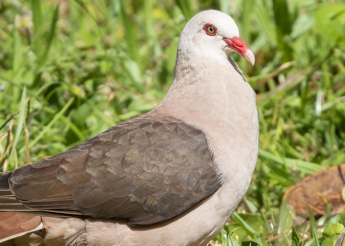 Pink Pigeon - ML650946952