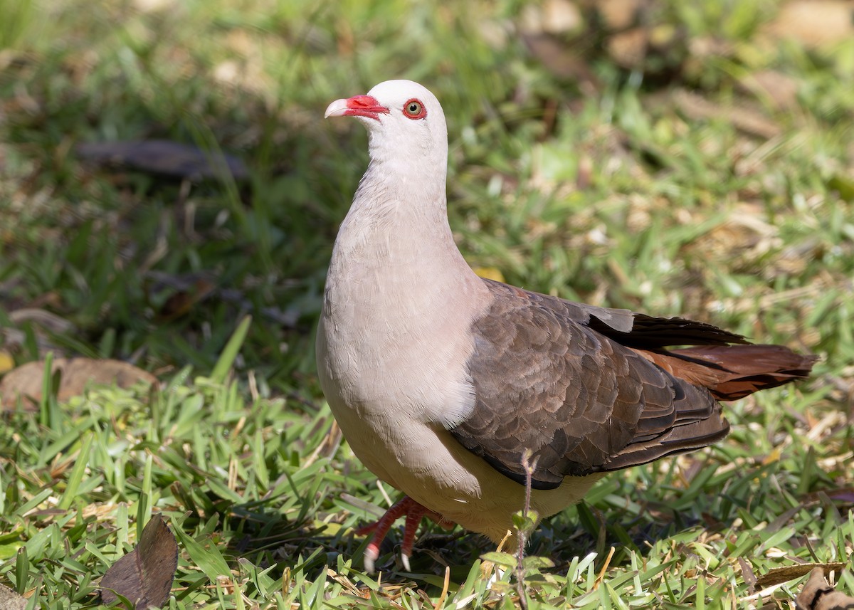 Pink Pigeon - ML650946953