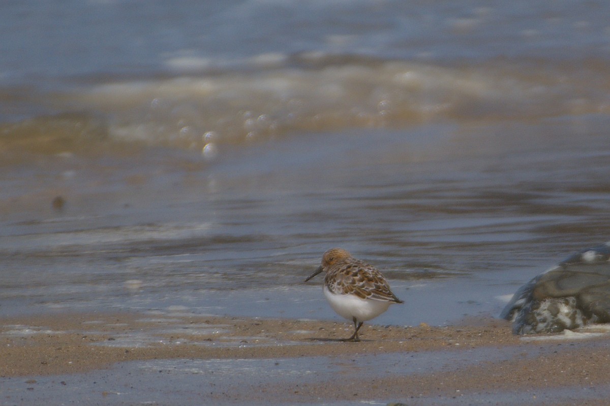 Песчанка - ML650947717