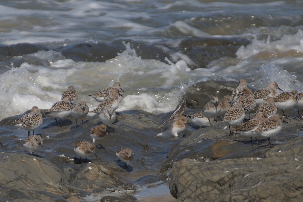 Песчанка - ML650947718