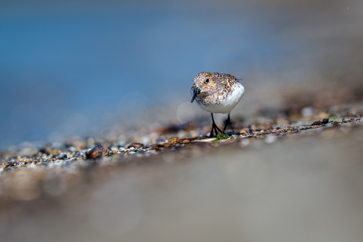 Песчанка - ML650947790