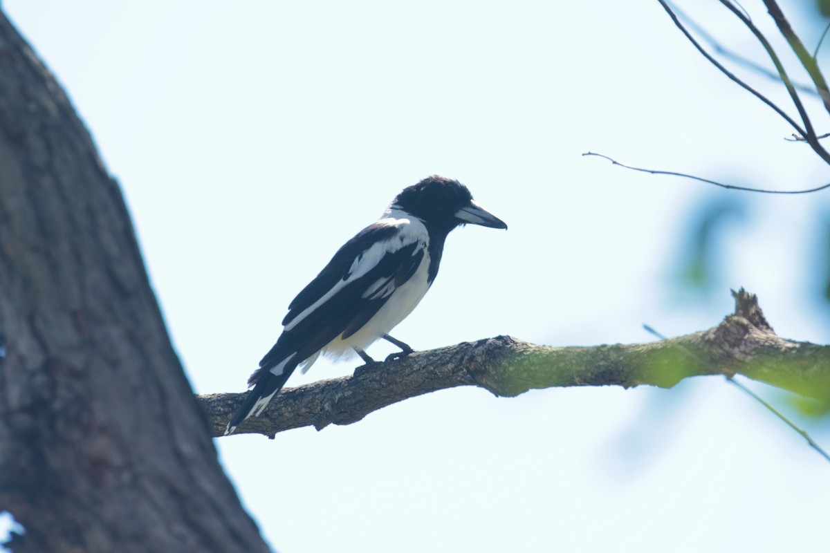 Schwarzkehl-Krähenstar - ML650949762