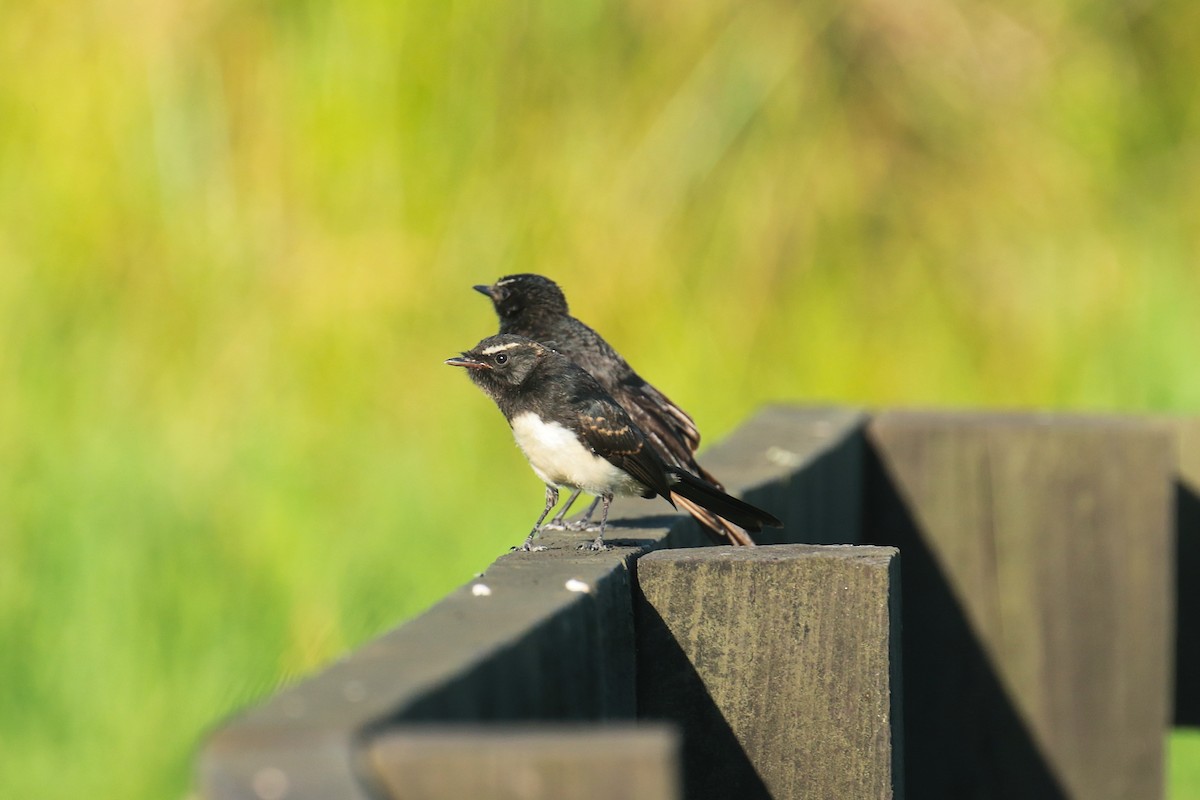 Gartenfächerschwanz - ML650949764