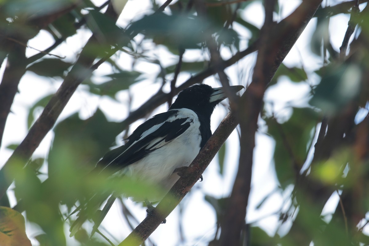 Schwarzkehl-Krähenstar - ML650949765