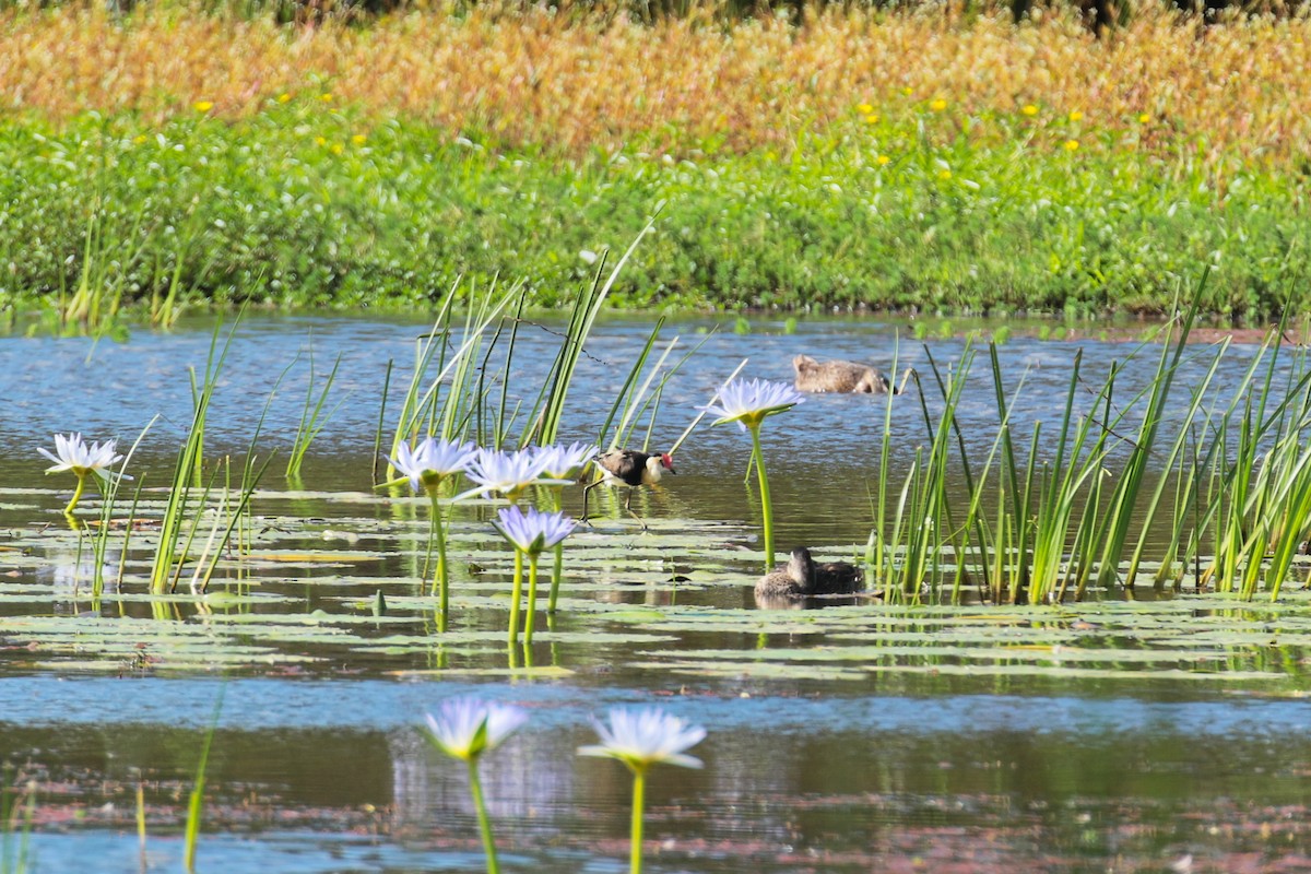 Kammblatthühnchen - ML650949766