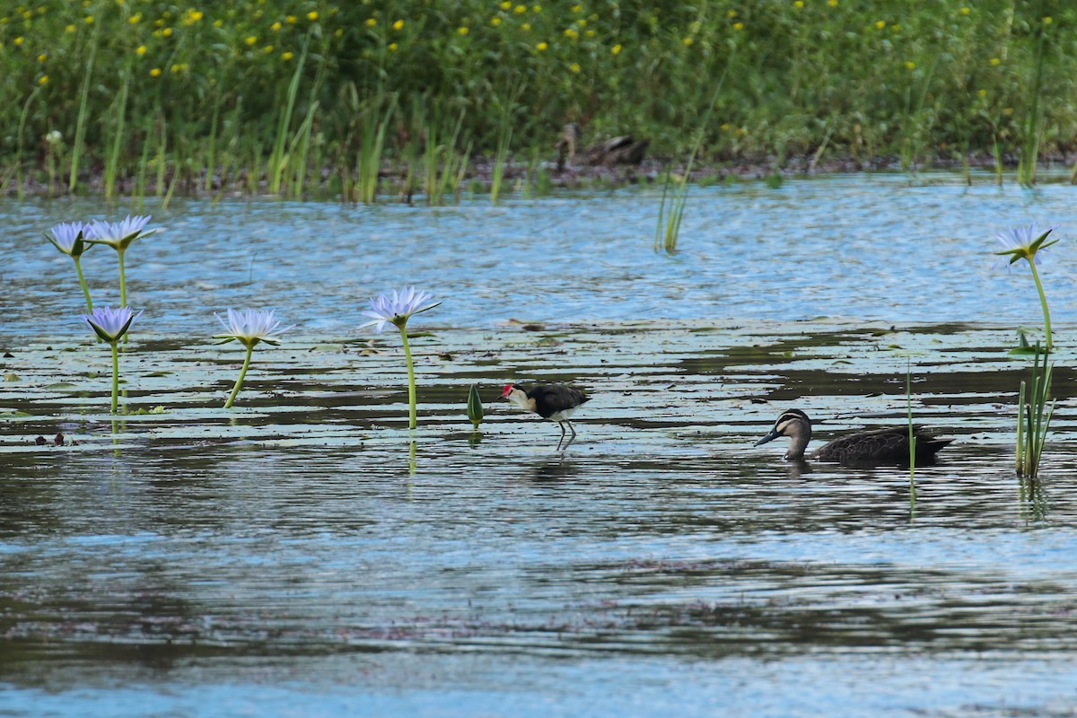 Kammblatthühnchen - ML650949767