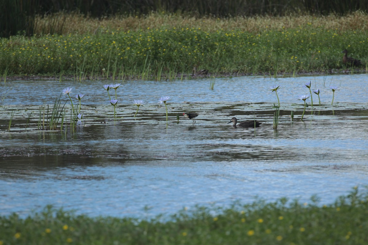 Kammblatthühnchen - ML650949768