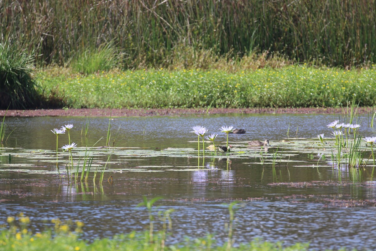 Kammblatthühnchen - ML650949769