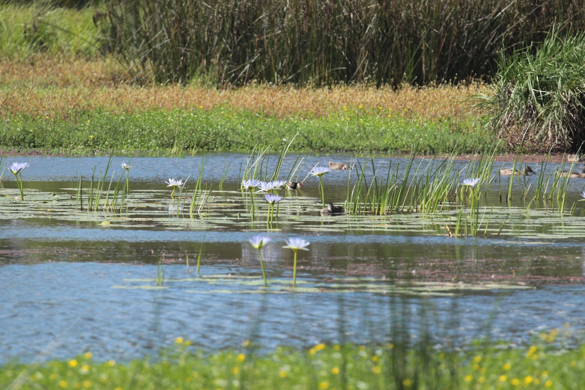 Kammblatthühnchen - ML650949770