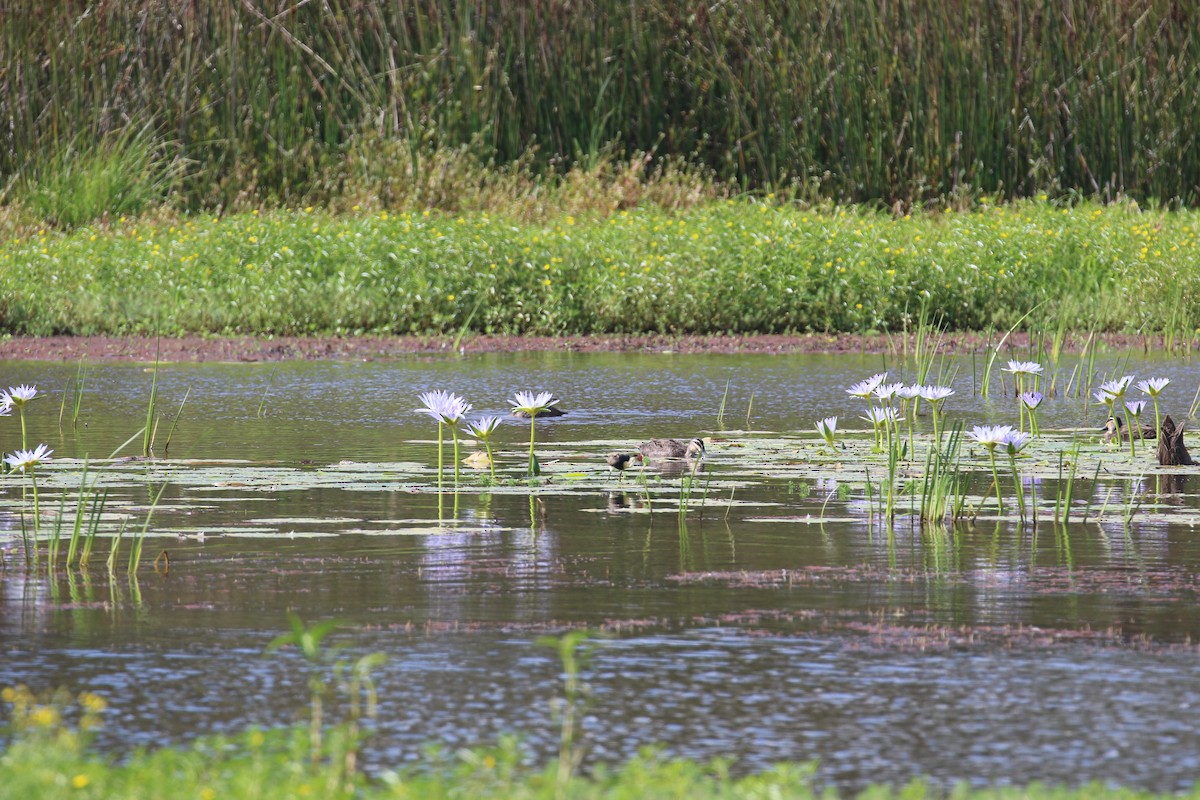 Kammblatthühnchen - ML650949771