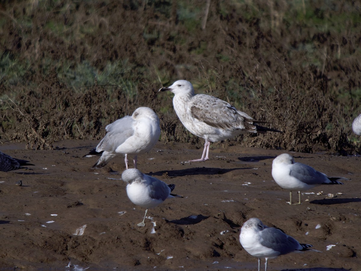 Gabbiano reale pontico - ML650949813