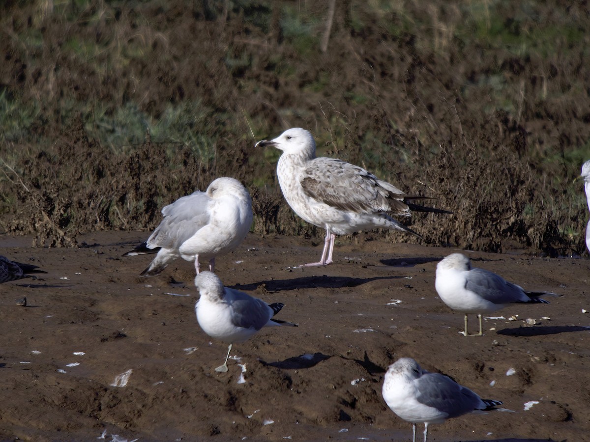 Gabbiano reale pontico - ML650949998