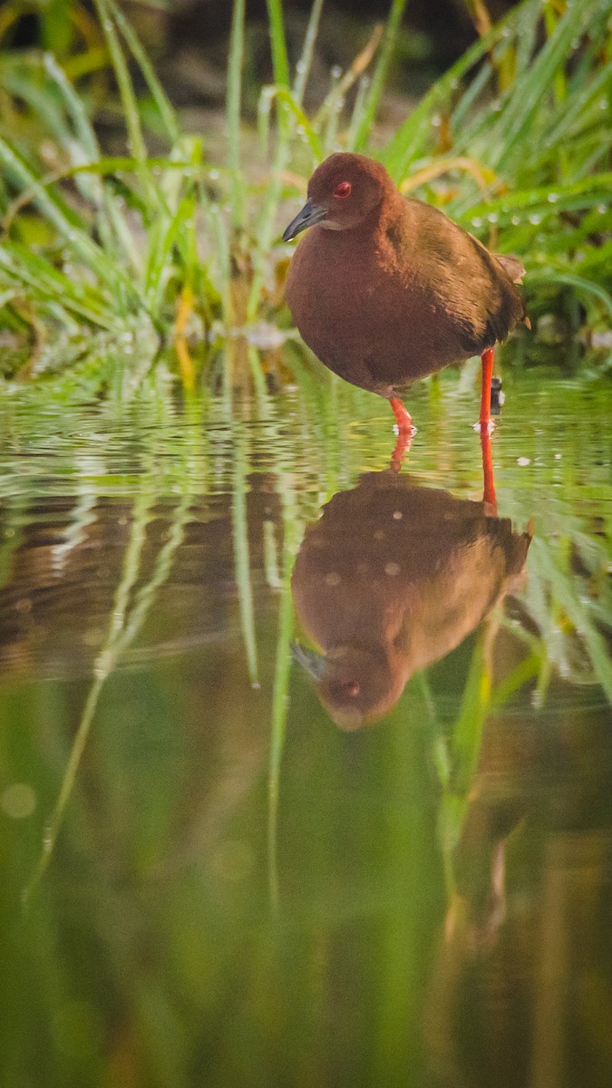 Kızıl Göğüslü Yelve - ML650950126