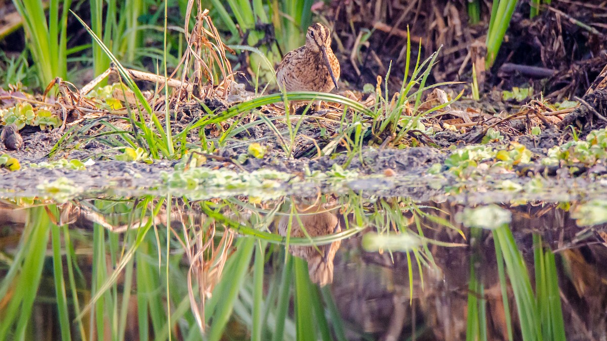 Suçulluğu - ML650950133