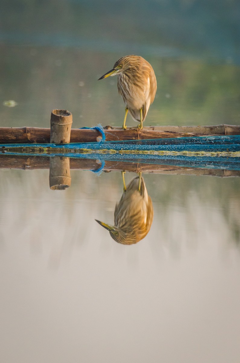 Hint Alaca Balıkçılı - ML650950140