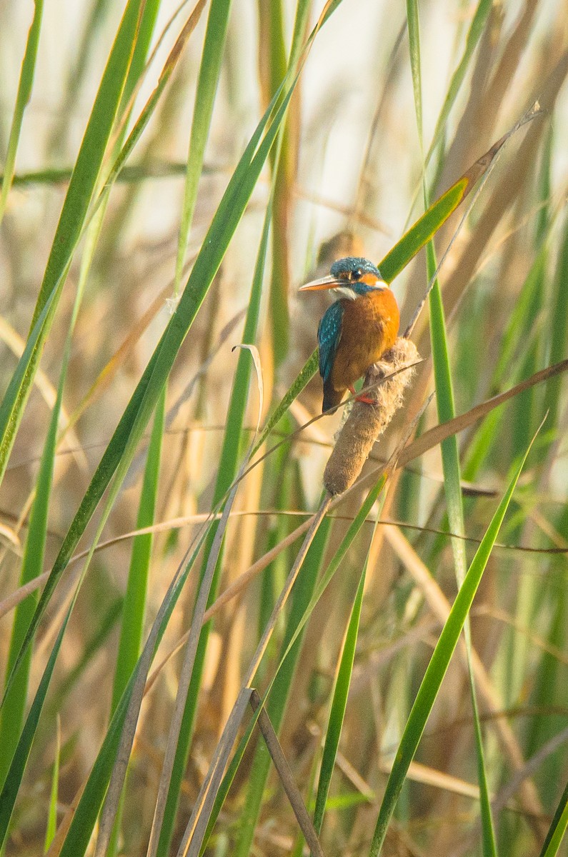 Yalıçapkını - ML650950154