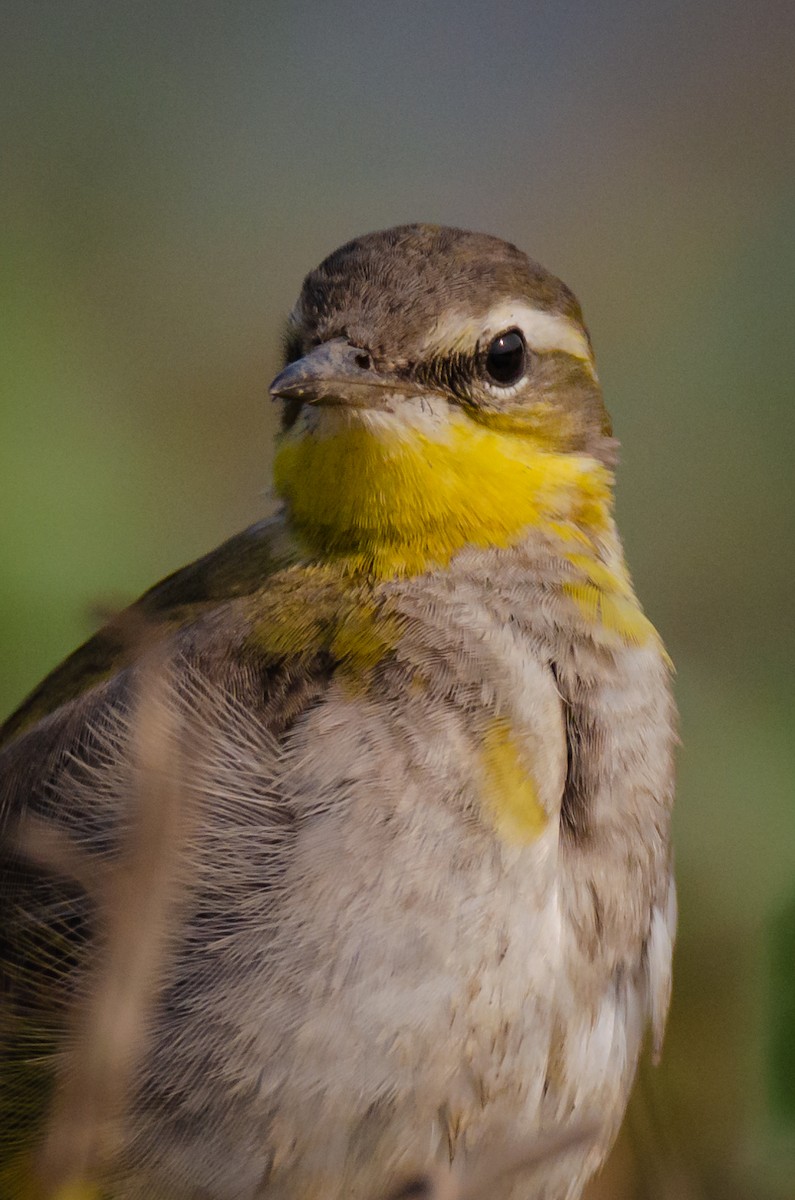 Çukçen Kuyruksallayanı - ML650950208