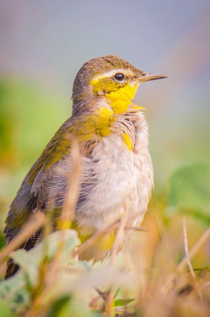 Çukçen Kuyruksallayanı - ML650950210