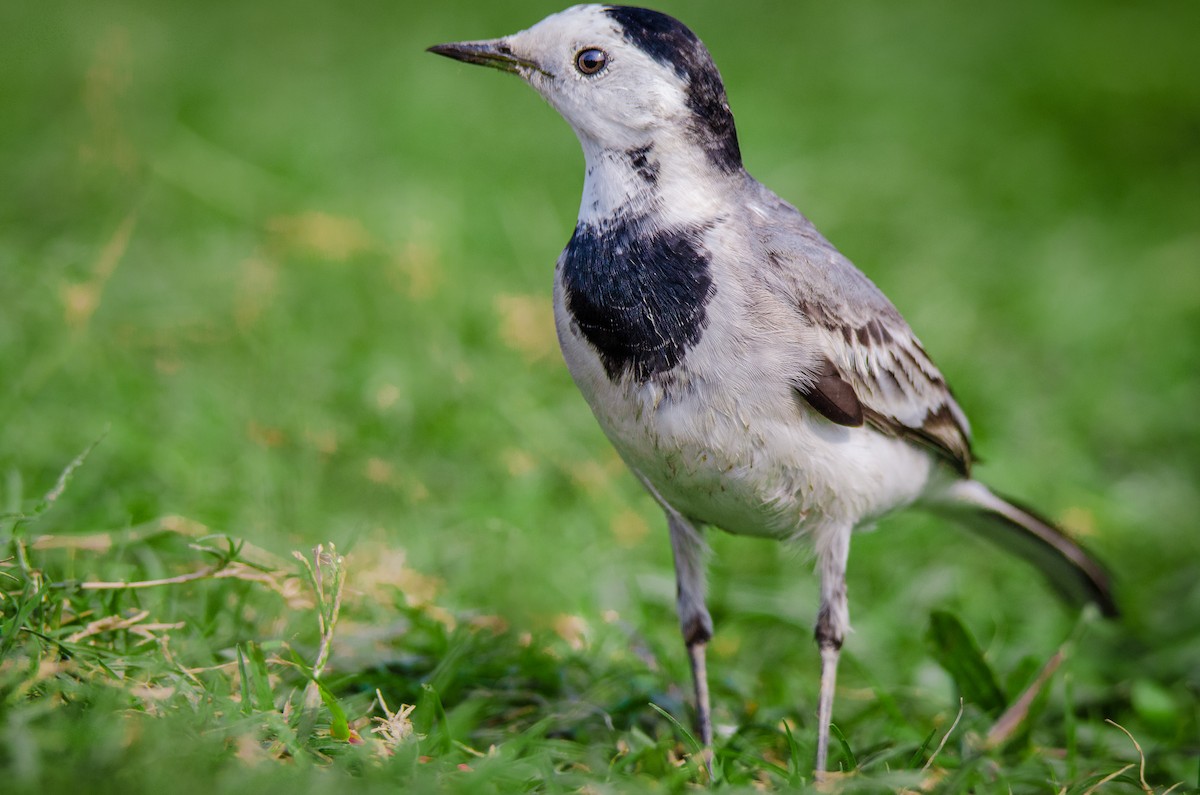 Ak Kuyruksallayan - ML650950212