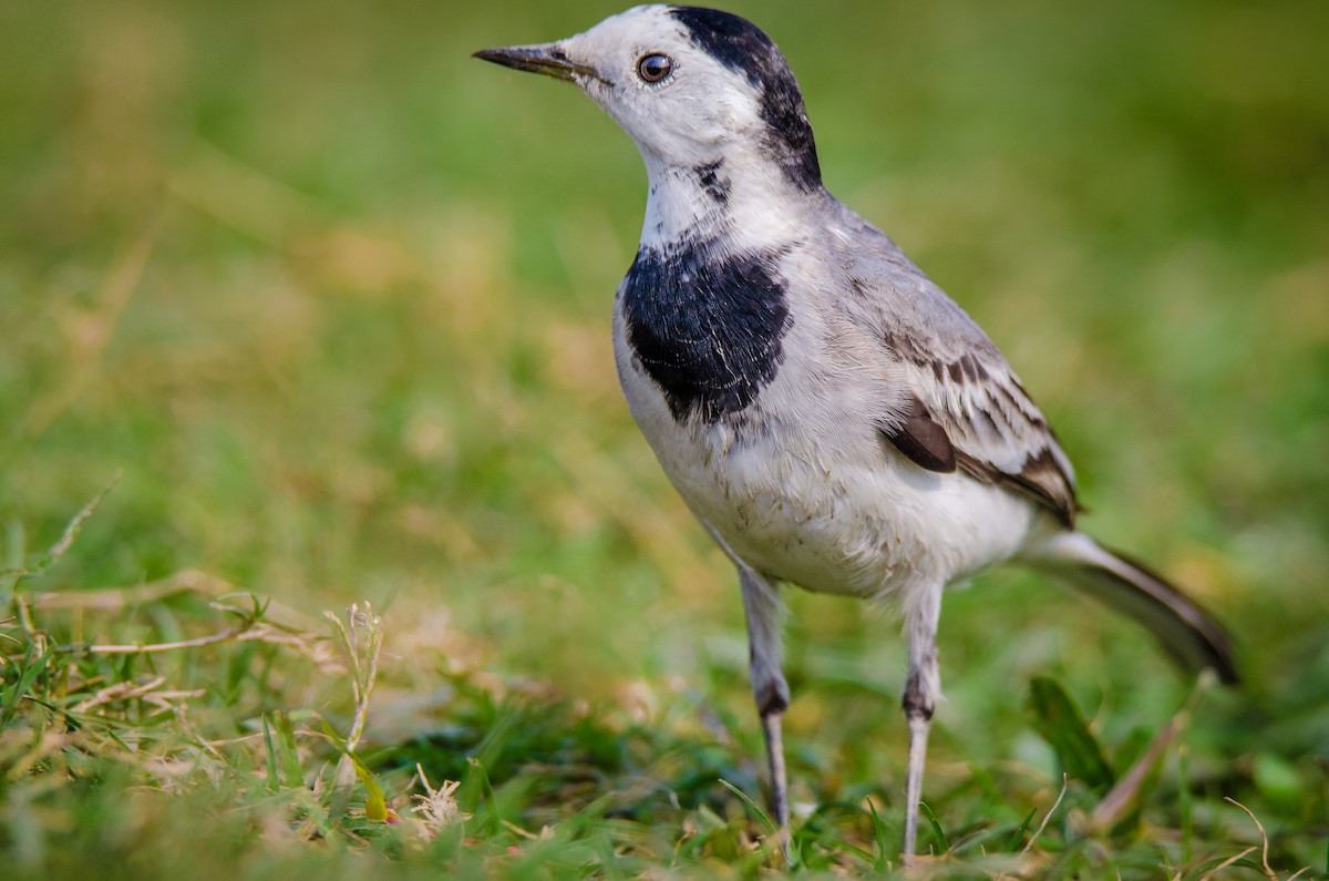 Ak Kuyruksallayan - ML650950214