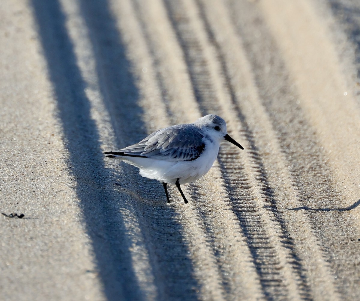 Песчанка - ML650950713