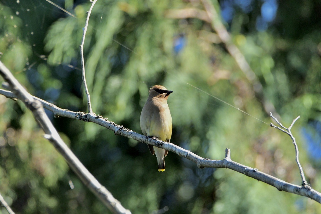 ヒメレンジャク - ML650950829