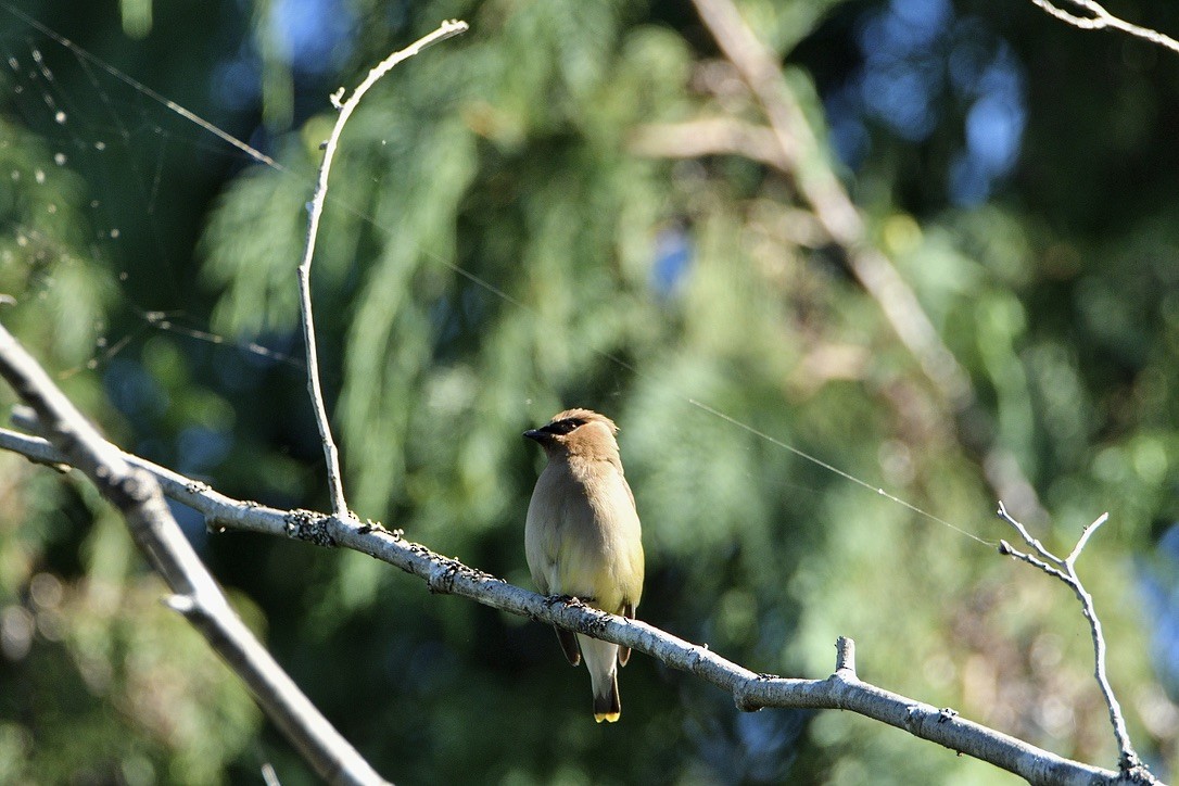 ヒメレンジャク - ML650950830