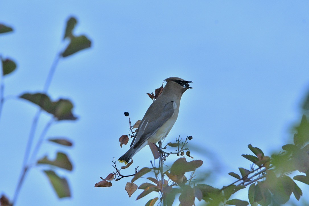 ヒメレンジャク - ML650950834