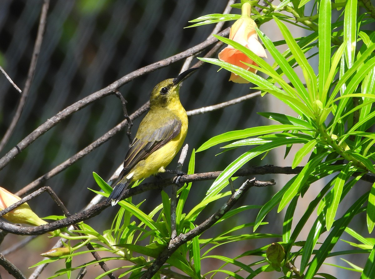 Sahul Sunbird - ML650950856