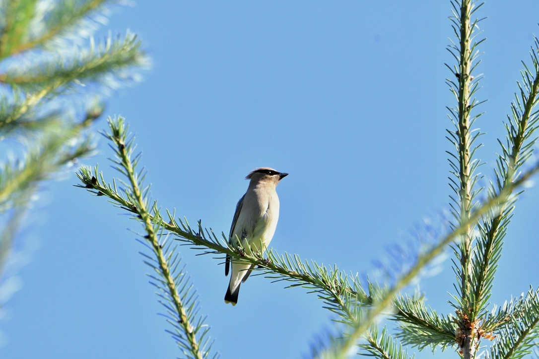 ヒメレンジャク - ML650950879