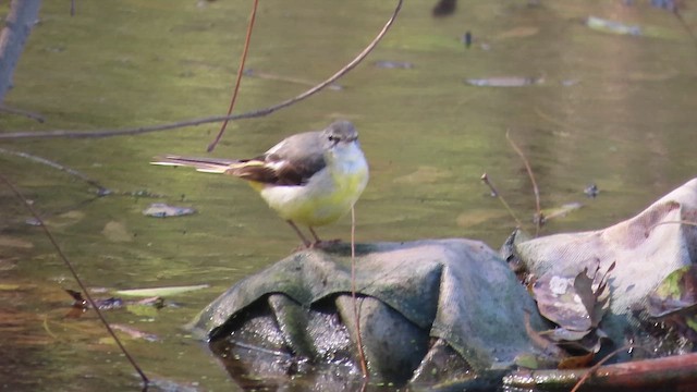 Gray Wagtail - ML650950991