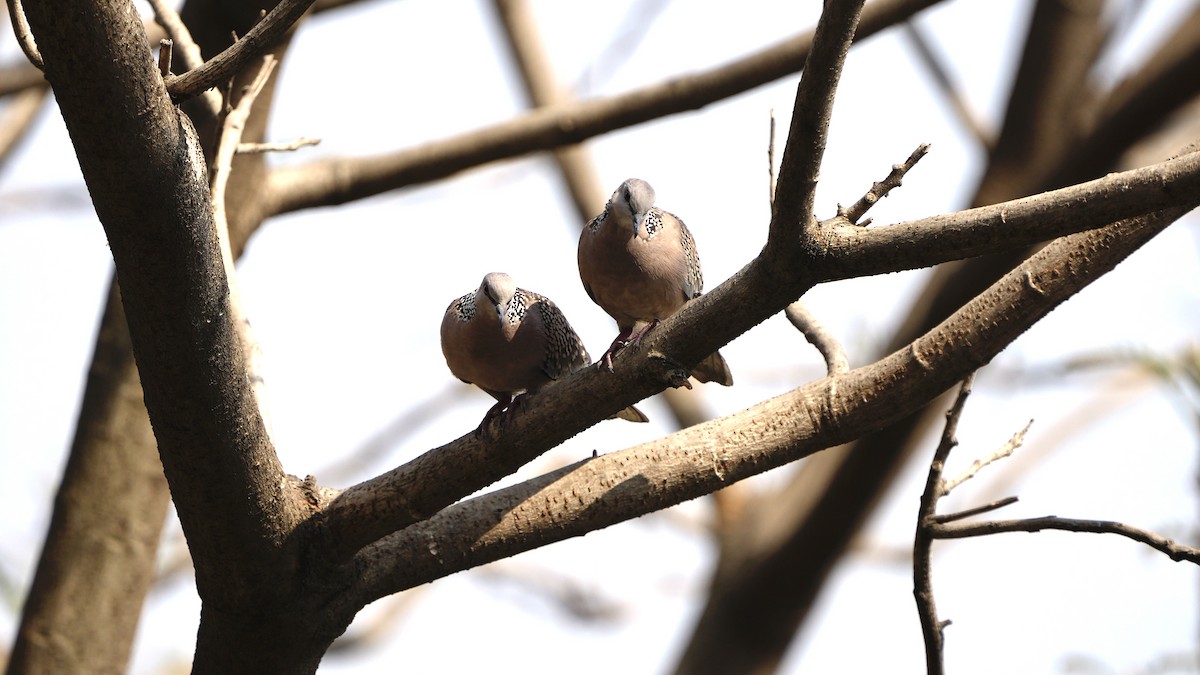 Küpeli Üveyik - ML650951065