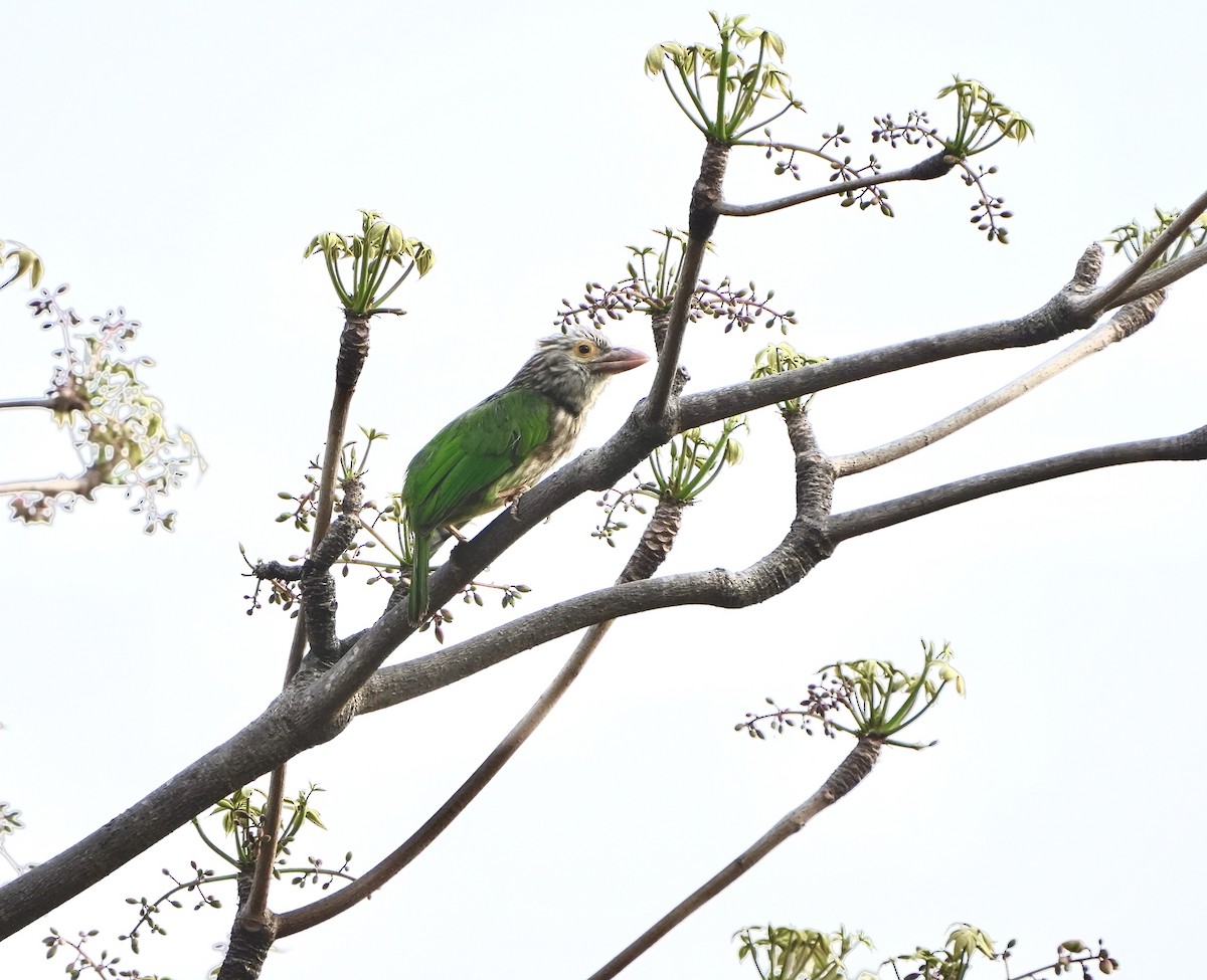 Kırçıllı Barbet - ML650951070