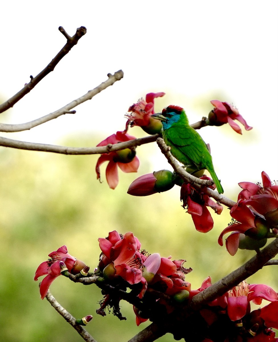 Mavi Boğazlı Barbet - ML650951081