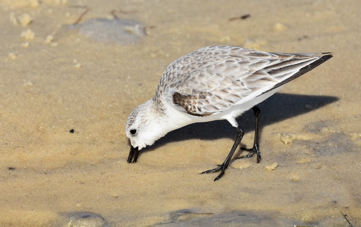 Песчанка - ML650951083