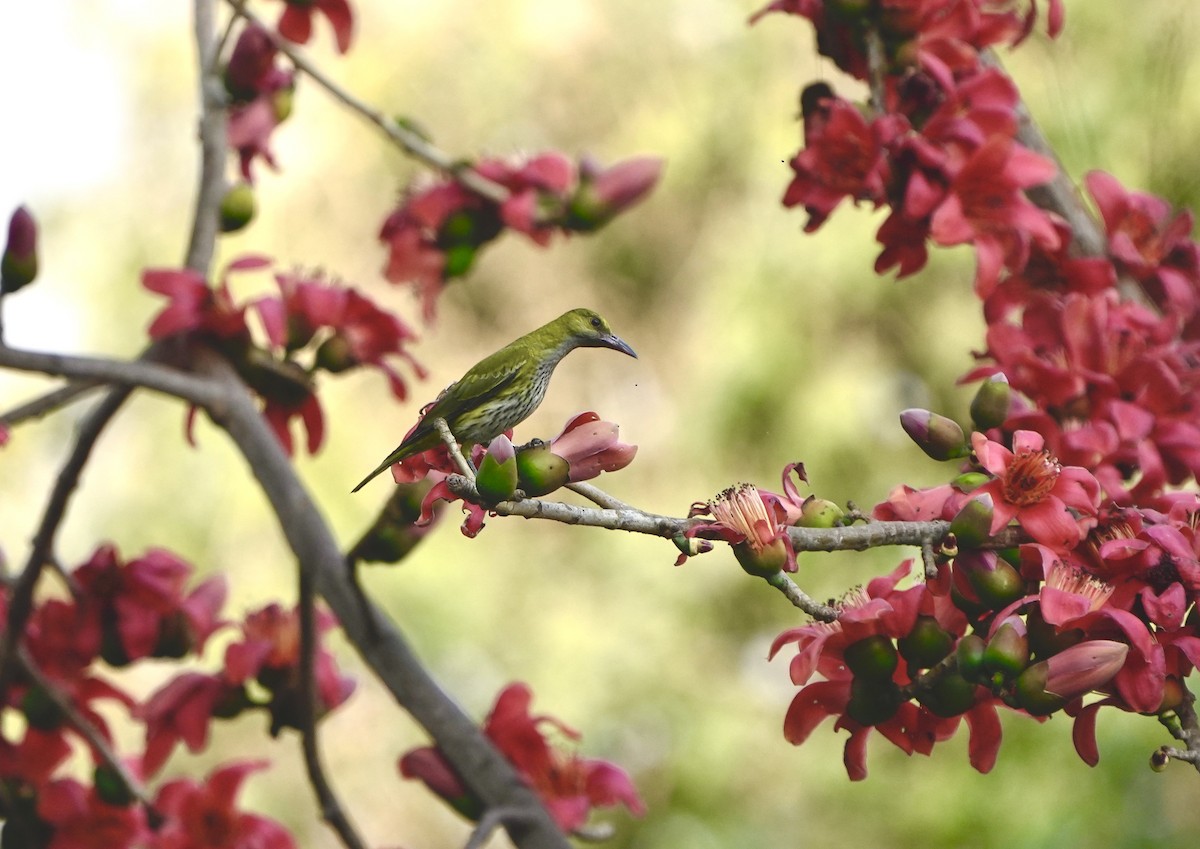 Hint Sarıasması - ML650951087