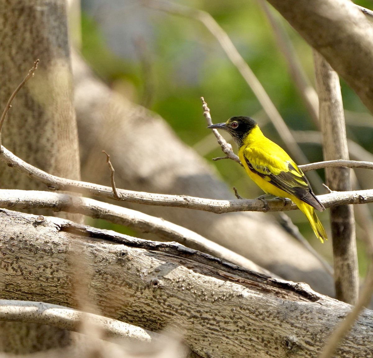 Çinhindi Kara Başlı Sarıasması - ML650951110