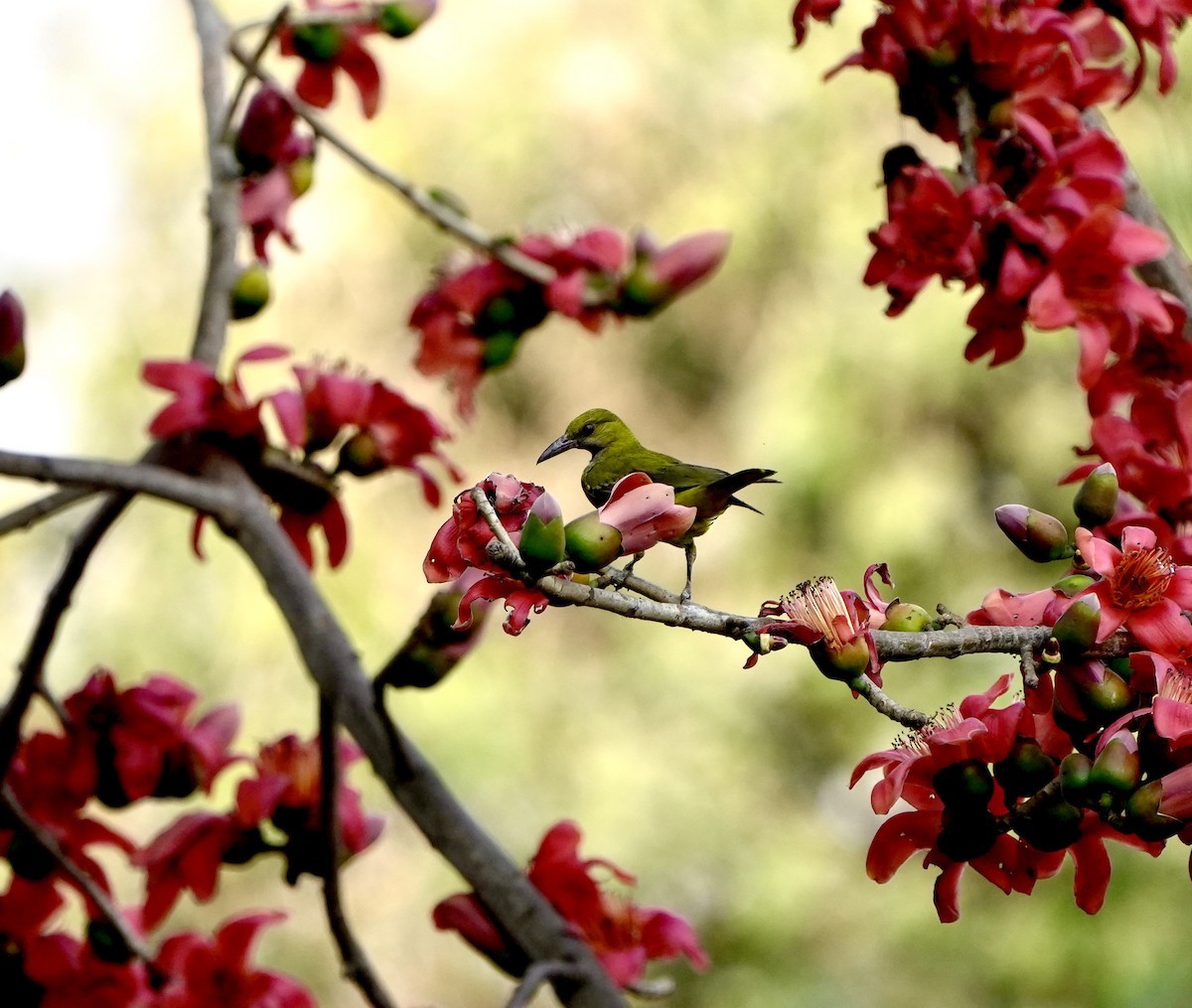 Hint Sarıasması - ML650951137